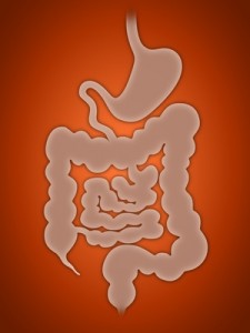 Eine Illustration des Magen-Darm Systems